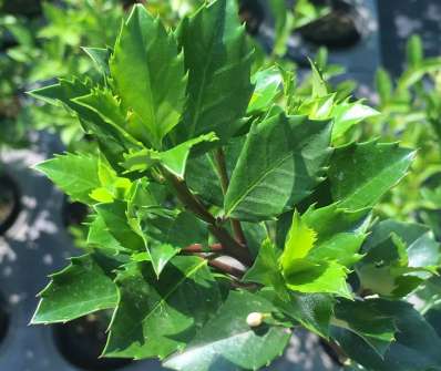 cesmína - Ilex meserveae 'Blue Princess'