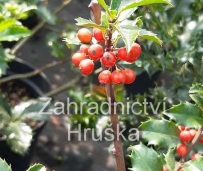 cesmína - Ilex meserveae 'Blue Princess'