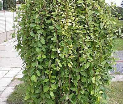 vrba - Salix caprea 'Pendula'