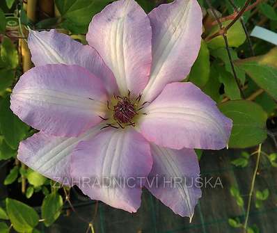 plamének - Clematis 'Serafina'