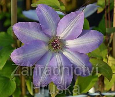 plamének - Clematis 'Serafina'