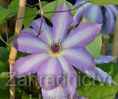 plamének - Clematis 'Serafina'