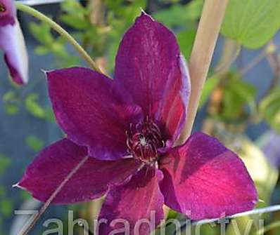 plamének - Clematis 'Xerxes'