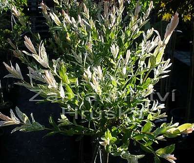 vrba - Salix integra 'Hakuro - Nishiki'