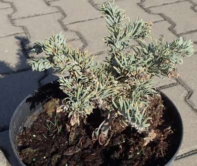 jedle - Abies concolor 'Ostrov nad Ohří'