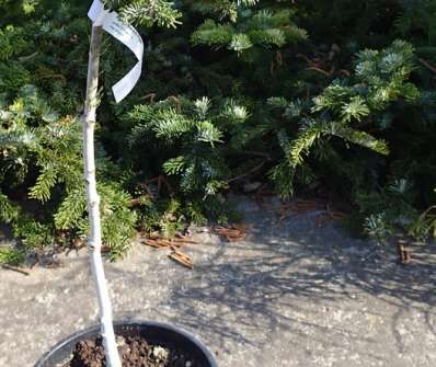 jedle - Abies fraseri 'Piglet' KM