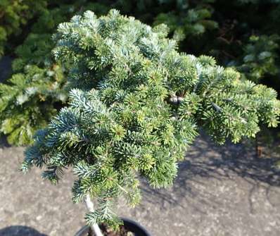 jedle - Abies fraseri 'Piglet' KM