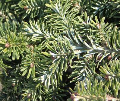 jedle - Abies fraseri 'Piglet' KM