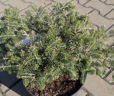 jedle - Abies koreana 'Fliegende Untertasse'