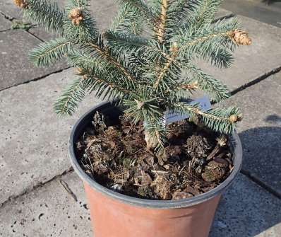 smrk - Picea pungens 'Herman Naue'