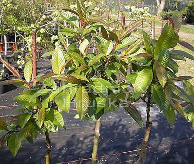 vrba - Salix 'Moupinensis'