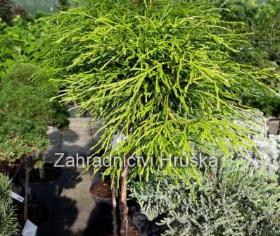 zerav - Thuja plicata 'Kagers Beauty' KM