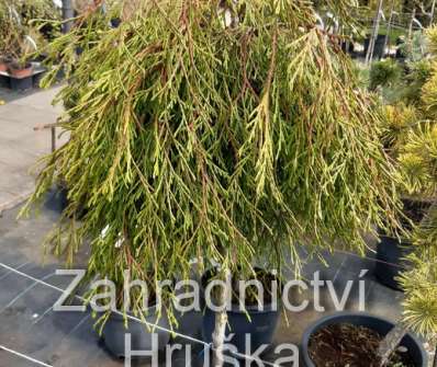 zerav - Thuja plicata 'Kagers Beauty' KM