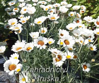 Rhodanthemum