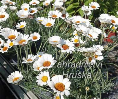 Rhodanthemum