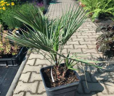 žumara - Chamaerops humilis