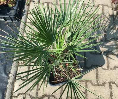 žumara - Chamaerops humilis