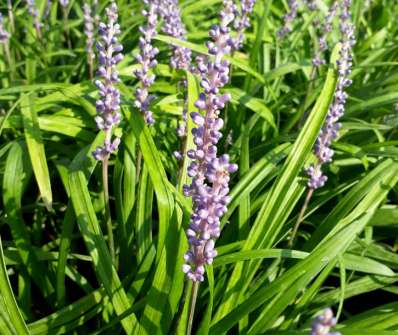 Liriope muscari 'Big Blue'