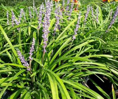 Liriope muscari 'Big Blue'