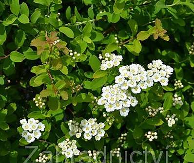 tavolník - Spiraea nipponica 'Halward s Silver'