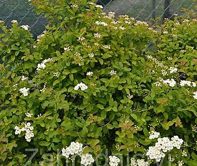 tavolník - Spiraea nipponica 'Halward s Silver'