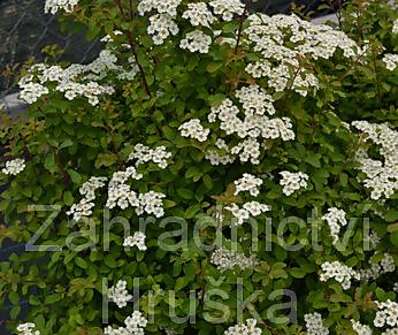 tavolník - Spiraea nipponica 'Halward s Silver'