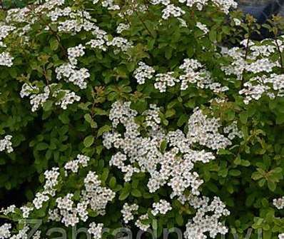 tavolník - Spiraea nipponica 'Halward s Silver'