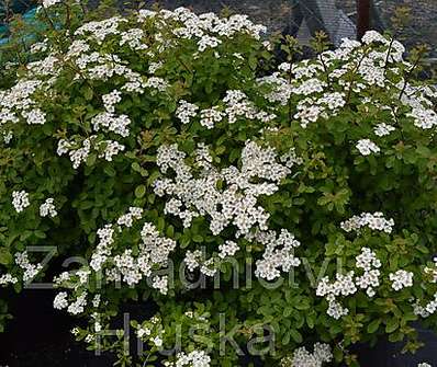 tavolník - Spiraea nipponica 'Halward s Silver'