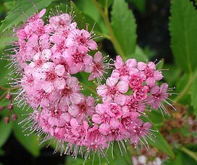 tavolník - Spiraea bumalda 'Atrorosea'.