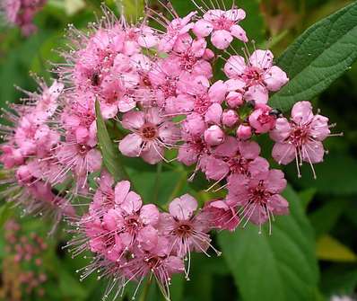 tavolník - Spiraea bumalda 'Atrorosea'.