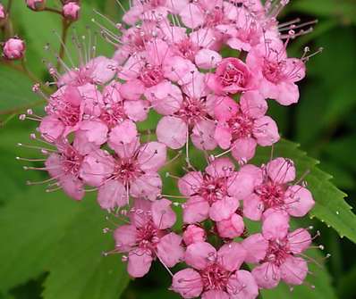 tavolník - Spiraea bumalda 'Atrorosea'.