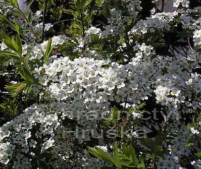 tavolník - Spiraea cinerea 'Grefsheim'