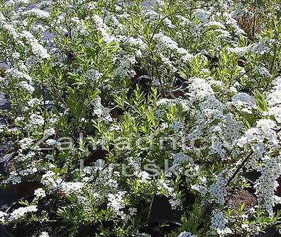 tavolník - Spiraea cinerea 'Grefsheim'