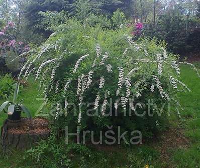 tavolník - Spiraea cinerea 'Grefsheim'