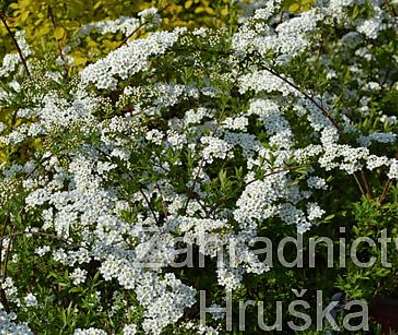 tavolník - Spiraea cinerea 'Grefsheim'