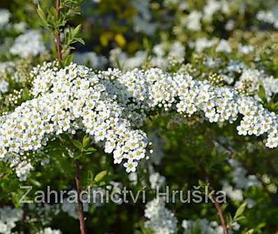 tavolník - Spiraea cinerea 'Grefsheim'