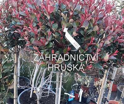 blýskavka - Photinia fraseri 'Nana'