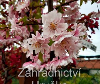 jabloň - Malus 'Van Eseltine'