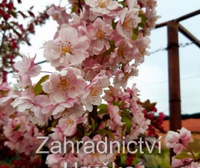 jabloň - Malus 'Van Eseltine'