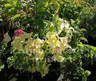 tavolník - Spiraea bumalda 'Crispa'