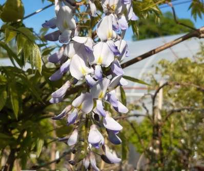 vistárie - Wisteria floribunda 'Blue Dream'