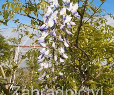 vistárie - Wisteria floribunda 'Blue Dream'