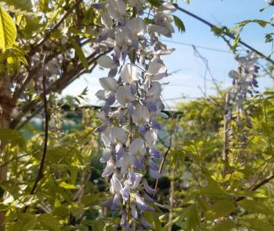 vistárie - Wisteria floribunda 'Blue Dream'