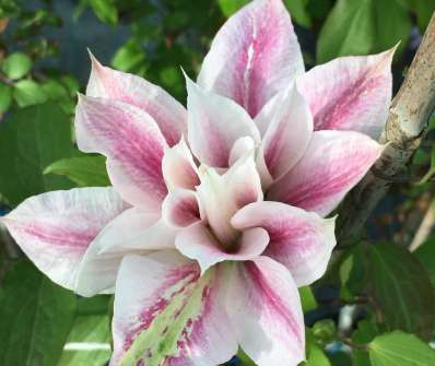 plamének - Clematis 'Andromeda'