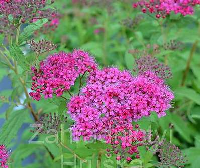 tavolník - Spiraea bumalda 'Dart´s Red'