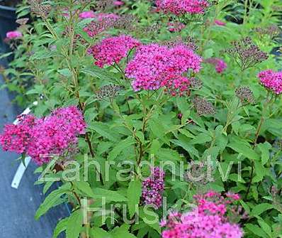 tavolník - Spiraea bumalda 'Dart´s Red'