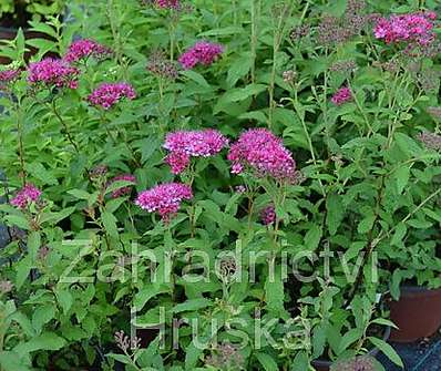 tavolník - Spiraea bumalda 'Dart´s Red'