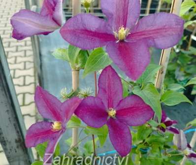 plamének - Clematis 'Polonia Restituta'