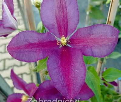 plamének - Clematis 'Polonia Restituta'