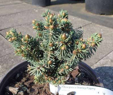 smrk - Picea glauca 'Stanley Pygmy'